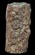 Triassic Woodworthia Petrified Log - Zimbabwe #45358-3